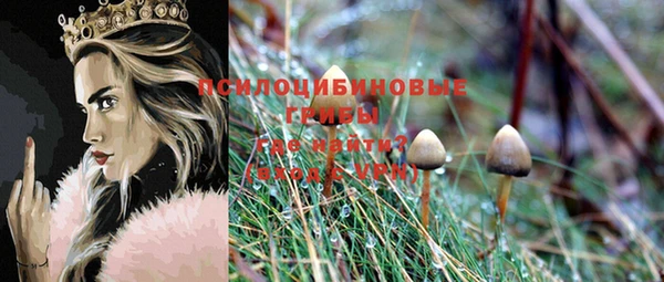 шишки Аркадак