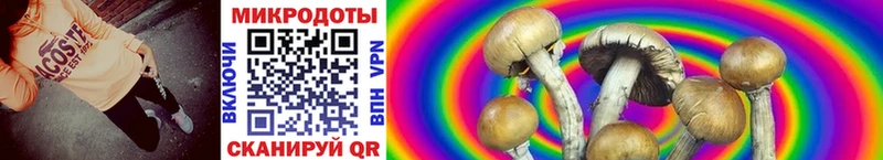 Псилоцибиновые грибы Psilocybine cubensis  Асбест 